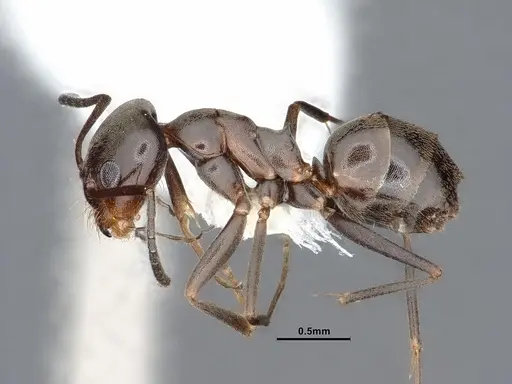 Dorymyrmex smithi specimen CASENT0884344 image casent0884344_3