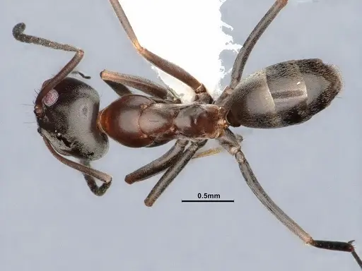 Dorymyrmex smithi specimen CASENT0884345 image casent0884345_1