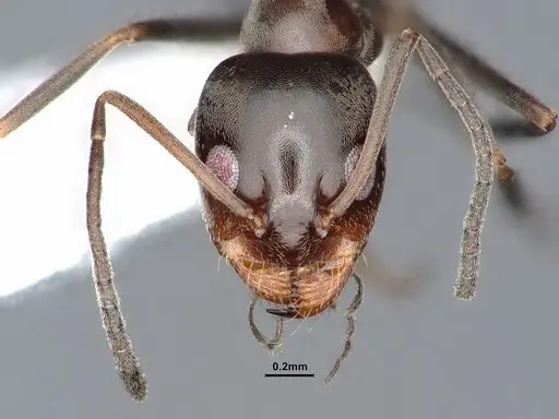 Dorymyrmex smithi specimen CASENT0884345 image casent0884345_2