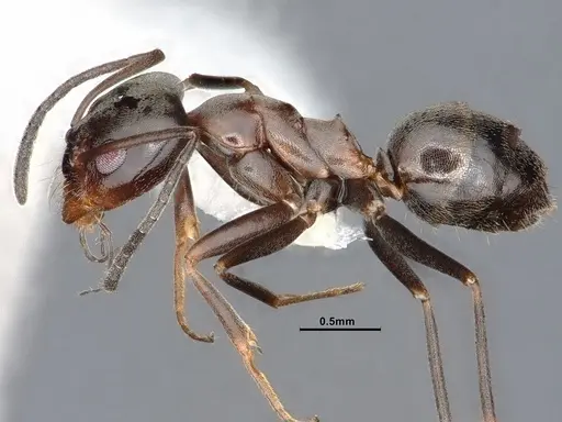 Dorymyrmex smithi specimen CASENT0884345 image casent0884345_3