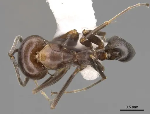 Dorymyrmex smithi specimen CASENT0914497 image casent0914497_1