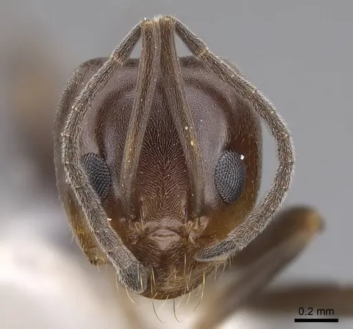 Dorymyrmex smithi specimen CASENT0914497 image casent0914497_2