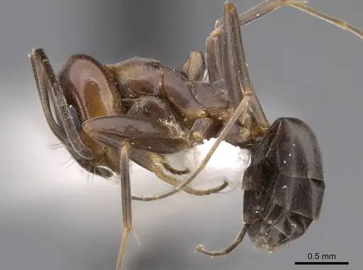 Dorymyrmex smithi specimen CASENT0914497 image casent0914497_3