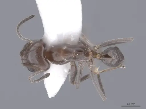 Dorymyrmex smithi specimen FMNHINS0000062566 image fmnhins0000062566_1