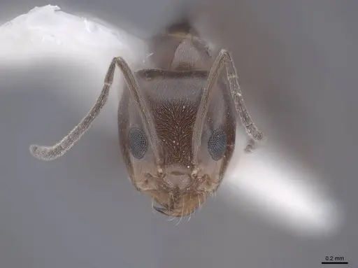 Dorymyrmex smithi specimen FMNHINS0000062566 image fmnhins0000062566_2