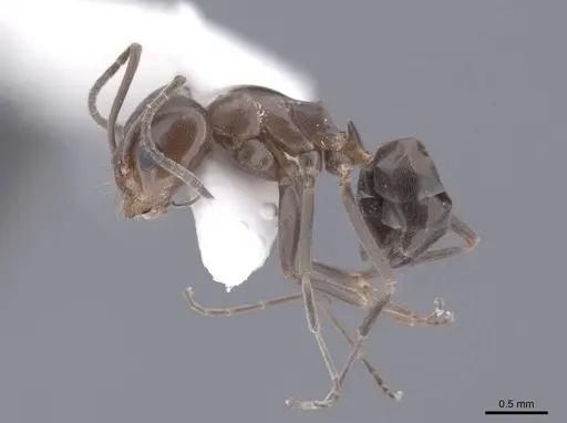 Dorymyrmex smithi specimen FMNHINS0000062566 image fmnhins0000062566_3