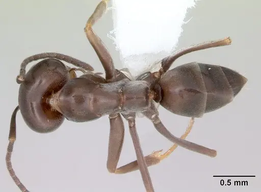 Dorymyrmex spurius specimen CASENT0173851 image casent0173851_1