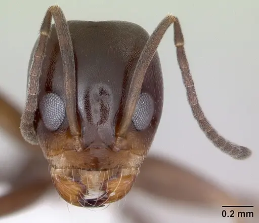 Dorymyrmex spurius specimen CASENT0173851 image casent0173851_2