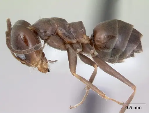 Dorymyrmex spurius specimen CASENT0173851 image casent0173851_3