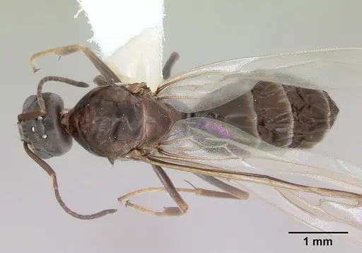 Dorymyrmex spurius specimen CASENT0173852 image casent0173852_1