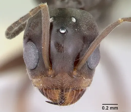 Dorymyrmex spurius specimen CASENT0173852 image casent0173852_2