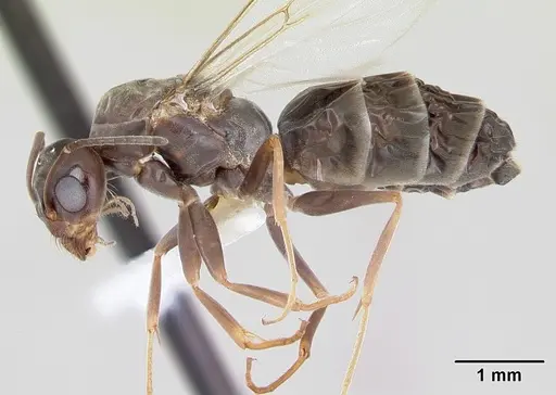 Dorymyrmex spurius specimen CASENT0173852 image casent0173852_3