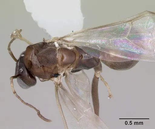 Dorymyrmex spurius specimen CASENT0173853 image casent0173853_1