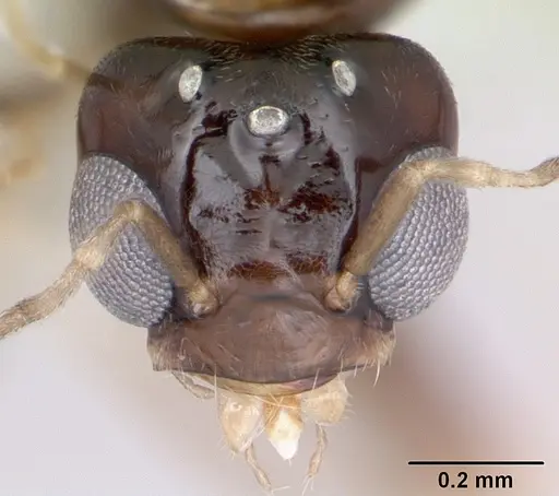 Dorymyrmex spurius specimen CASENT0173853 image casent0173853_2