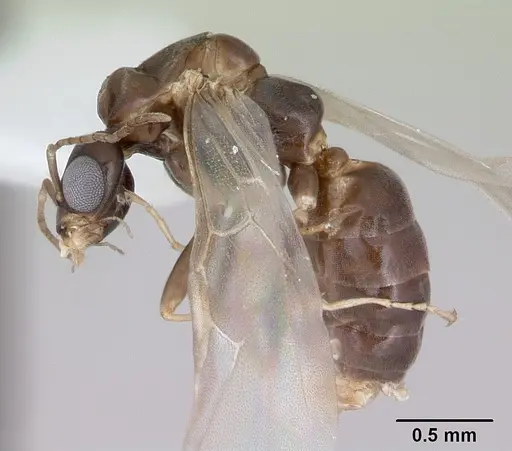 Dorymyrmex spurius specimen CASENT0173853 image casent0173853_3