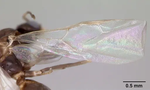 Dorymyrmex spurius specimen CASENT0173853 image casent0173853_4