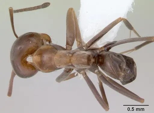 Dorymyrmex spurius specimen CASENT0173854 image casent0173854_1
