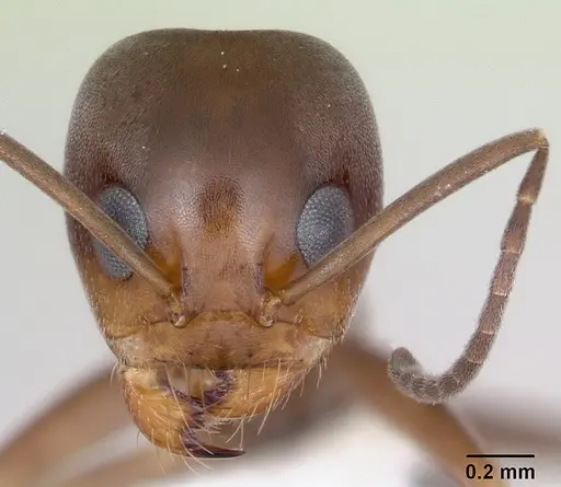 Dorymyrmex spurius specimen CASENT0173854 image casent0173854_2