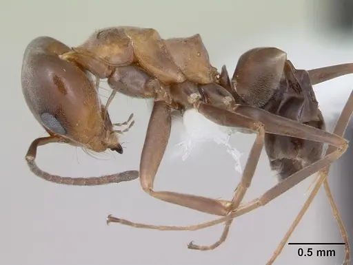 Dorymyrmex spurius specimen CASENT0173854 image casent0173854_3