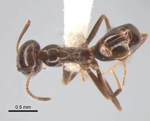 Dorymyrmex spurius specimen CASENT0841138 image casent0841138_1