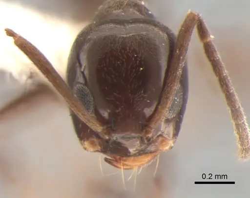 Dorymyrmex spurius specimen CASENT0841138 image casent0841138_2