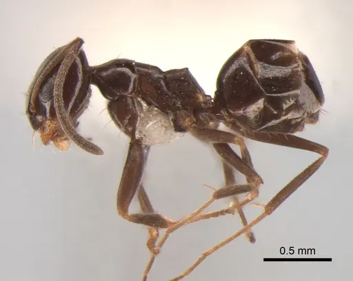 Dorymyrmex spurius specimen CASENT0841138 image casent0841138_3