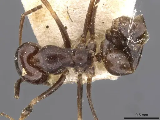 Dorymyrmex spurius specimen CASENT0909744 image casent0909744_1
