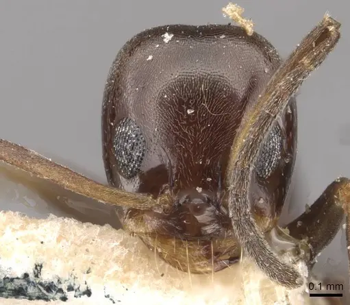 Dorymyrmex spurius specimen CASENT0909744 image casent0909744_2
