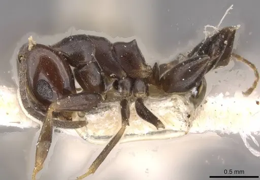 Dorymyrmex spurius specimen CASENT0909744 image casent0909744_3