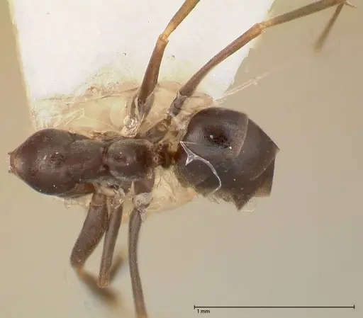 Dorymyrmex spurius specimen FOCOL0531 image focol0531_1