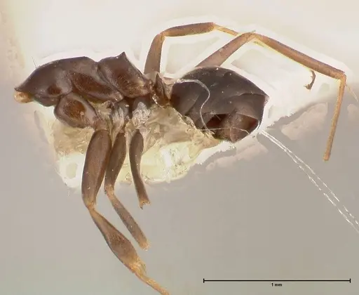 Dorymyrmex spurius specimen FOCOL0531 image focol0531_2