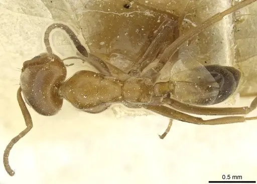 Dorymyrmex steigeri specimen CASENT0911534 image casent0911534_1