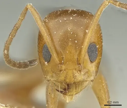 Dorymyrmex steigeri specimen CASENT0911534 image casent0911534_2