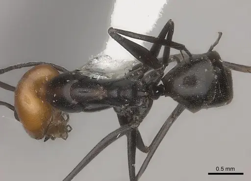 Dorymyrmex tener specimen CASENT0217411 image casent0217411_1