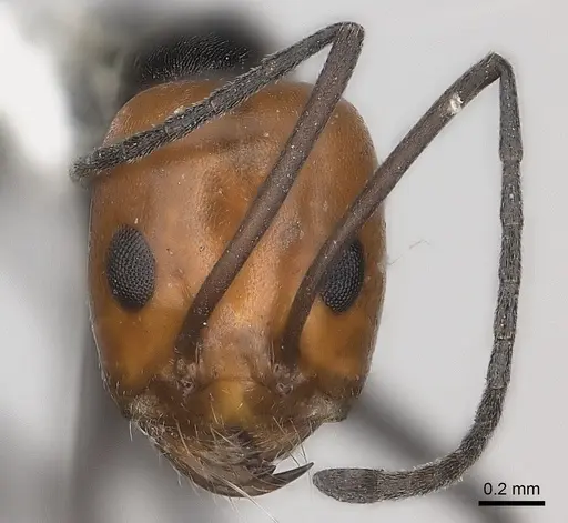 Dorymyrmex tener specimen CASENT0217411 image casent0217411_2