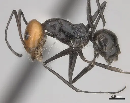 Dorymyrmex tener specimen CASENT0217411 image casent0217411_3