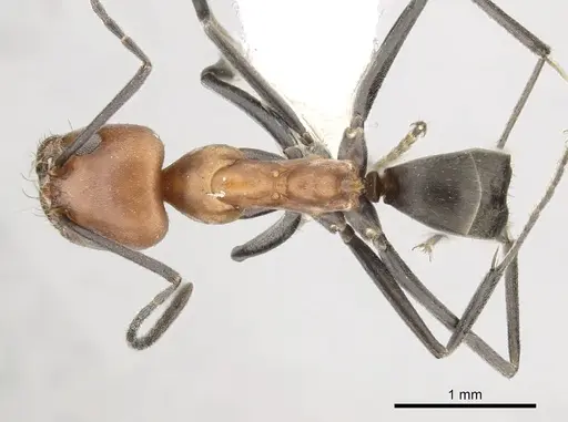 Dorymyrmex tener specimen CASENT0249683 image casent0249683_1
