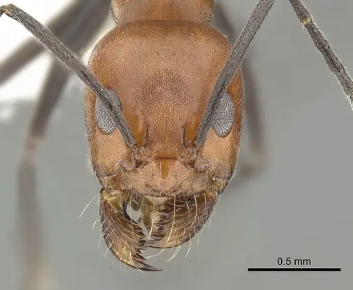 Dorymyrmex tener specimen CASENT0249683 image casent0249683_2