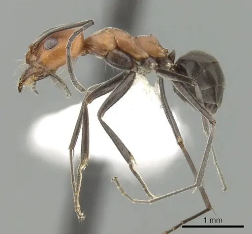 Dorymyrmex tener specimen CASENT0249683 image casent0249683_3