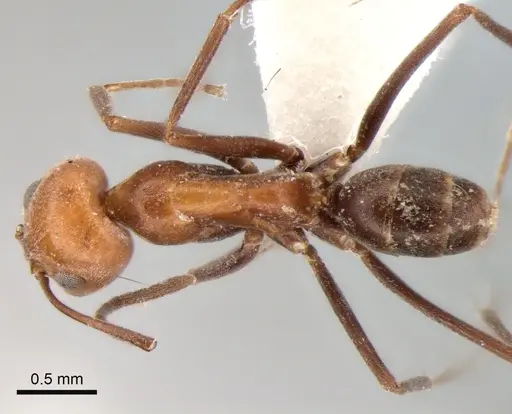 Dorymyrmex tener specimen CASENT0841181 image casent0841181_1