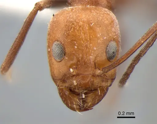 Dorymyrmex tener specimen CASENT0841181 image casent0841181_2