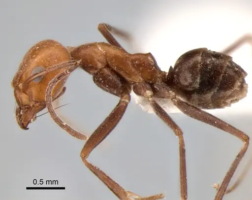 Dorymyrmex tener specimen CASENT0841181 image casent0841181_3