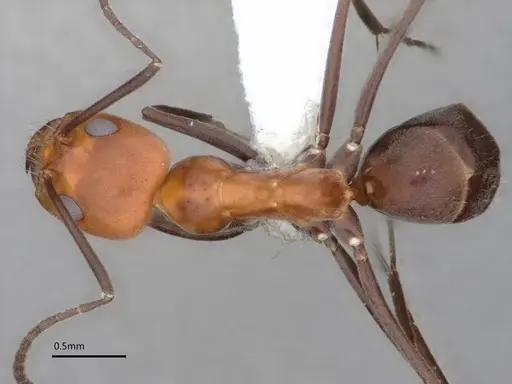 Dorymyrmex tener specimen CASENT0841205 image casent0841205_1