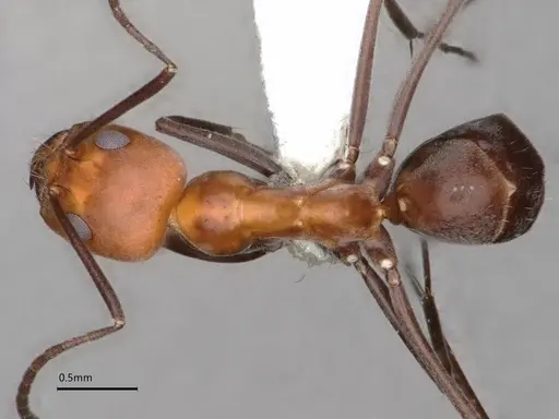 Dorymyrmex tener specimen CASENT0841205 image casent0841205_2