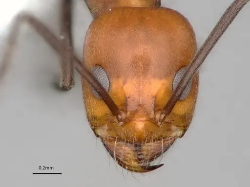Dorymyrmex tener specimen CASENT0841205 image casent0841205_3