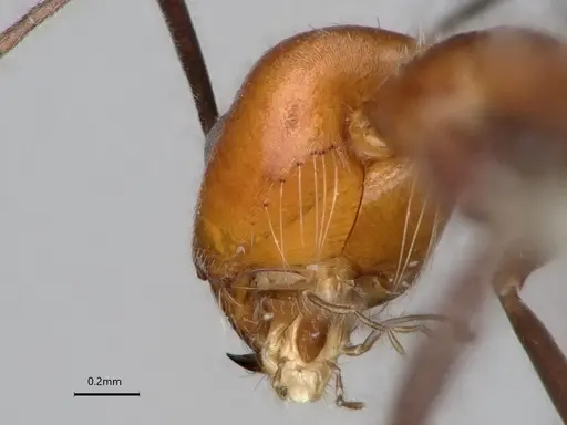 Dorymyrmex tener specimen CASENT0841205 image casent0841205_4