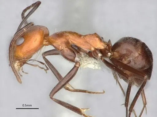 Dorymyrmex tener specimen CASENT0841205 image casent0841205_5