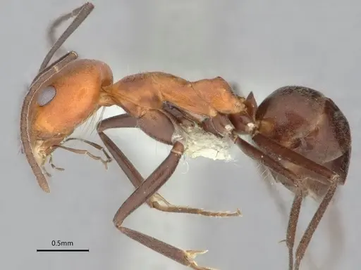 Dorymyrmex tener specimen CASENT0841205 image casent0841205_6
