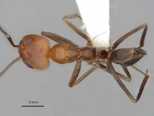 Dorymyrmex tener specimen CASENT0841518 image casent0841518_1