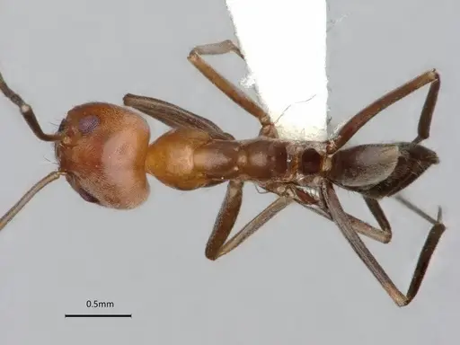 Dorymyrmex tener specimen CASENT0841518 image casent0841518_2